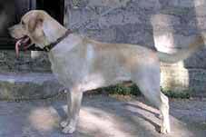 Буржуй из дома Либерта