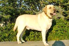 Оникс (август 2006 года)