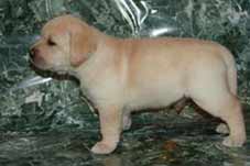 Хамер в возрасте 45 дней