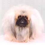 SHIHGO SHOW GROSSIP